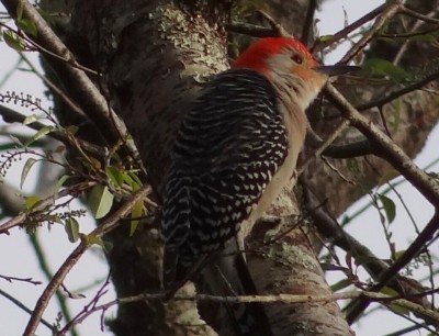 Red-bellied Woodpecker11.jpg (167.28 KiB) Viewed 2008 times Red-bellied Woodpecker