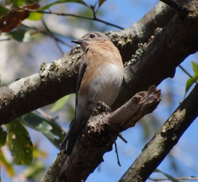 Eastern Bluebird.jpg (179.82 KiB) Viewed 2008 times Eastern Bluebird