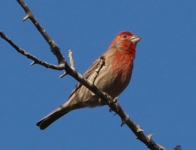 House Finch