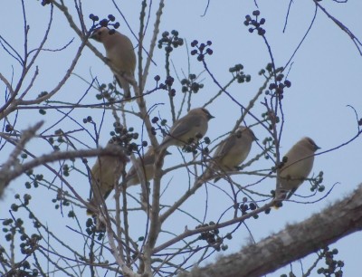 Cedar Waxwings