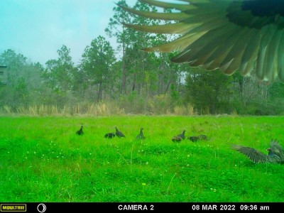 Thought this was a neat picture of a wing as a bird was landing.