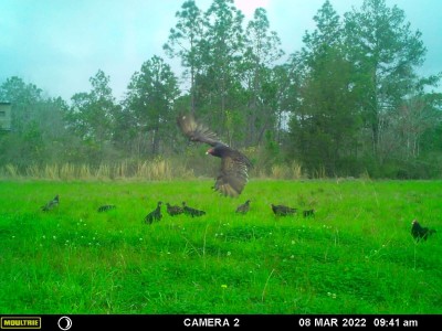 A Turkey Buzzard either landing or taking off