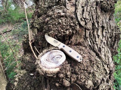ESEE 3 on a gnarled tree.jpg