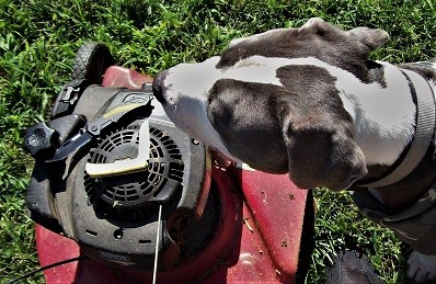 Yard work combo with Chief of Security (3).png