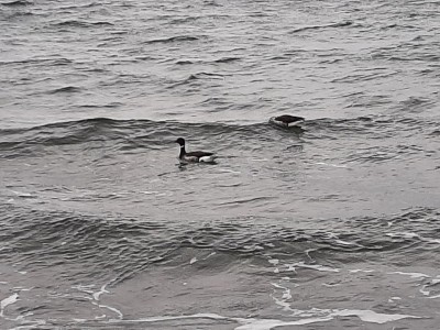 thumbnail_20220323_120255.jpg