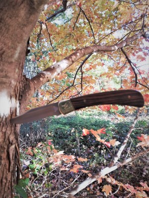 Buck 101 treed.jpg