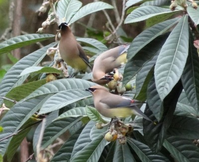 Cedar Waxwings eating loquats