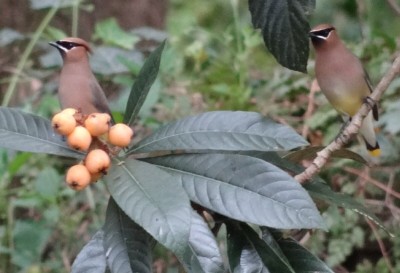 Cedar Waxwings