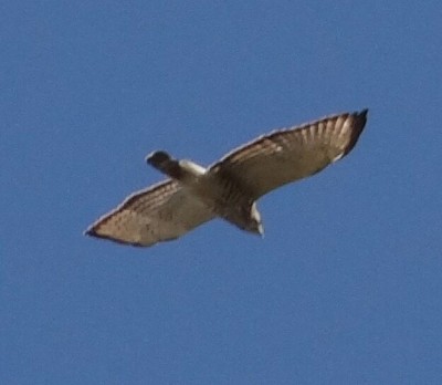 Broad-winged Hawk