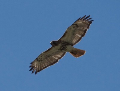 Red-tailed Hawk