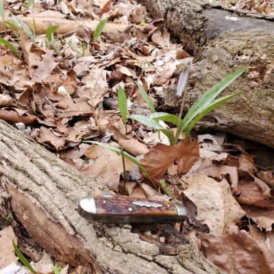 A Dwight Divine alongside a Trout Lily