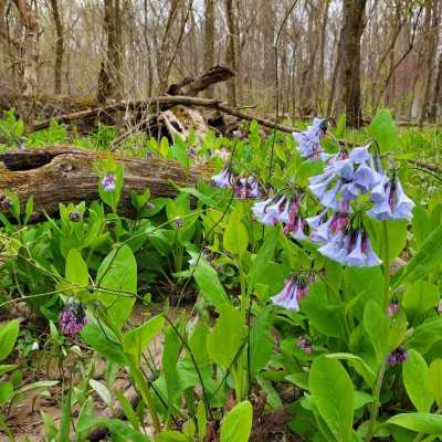 Bluebells