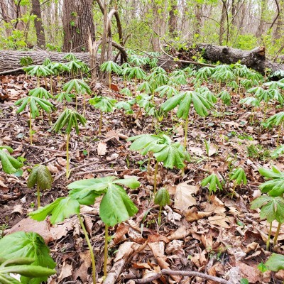 Mayapples