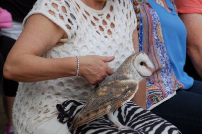 Owl siting on my Wife's lap.