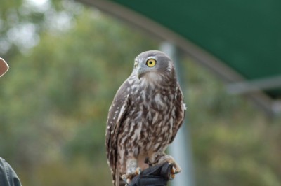DSC_0036.JPG