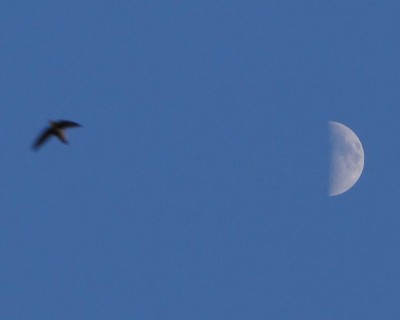 Chimney Swift