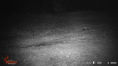 Possum