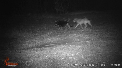 Pack of feral dogs