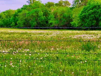 Pink primrose, Indian paintbrush, Firewheel