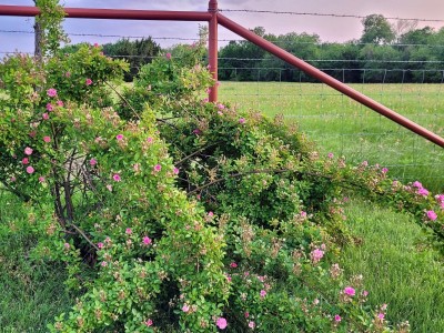 Wild rose growing in fence row