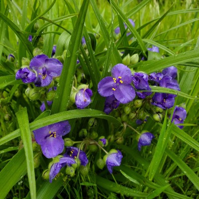 Spiderwort