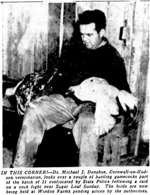 Picture With Cock Fight Article.