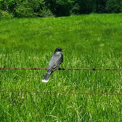 Eastern Kingbird