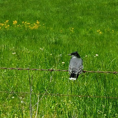 Eastern Kingbird