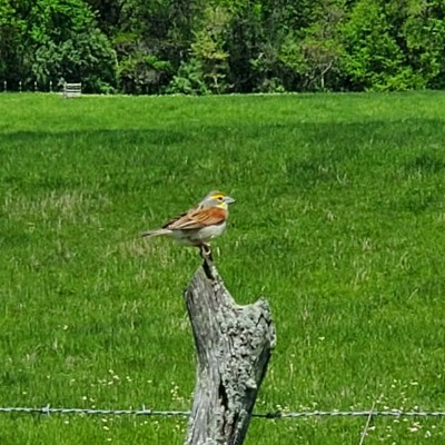 Dickcissel