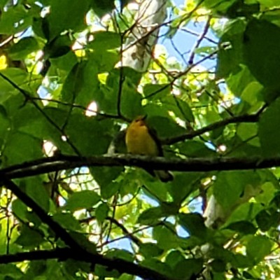 Prothonotary Warbler