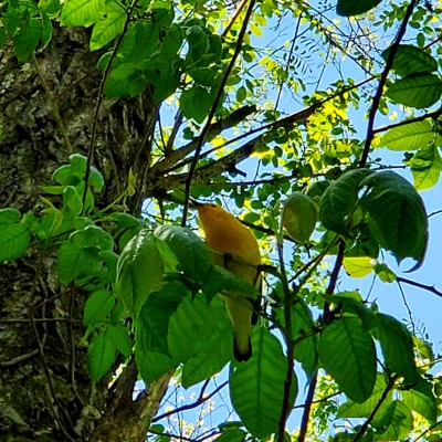 Prothonotary Warbler