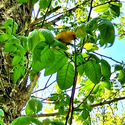 Prothonotary Warbler