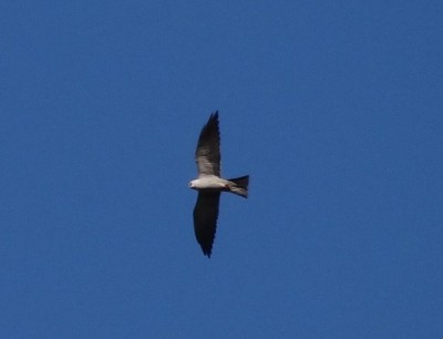 Mississippi Kite