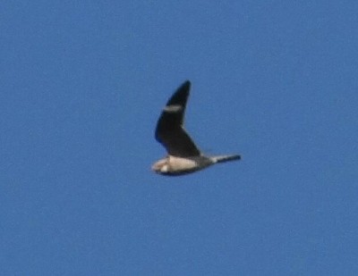Nighthawk