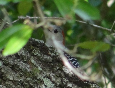 Red Bellied Woodpecker