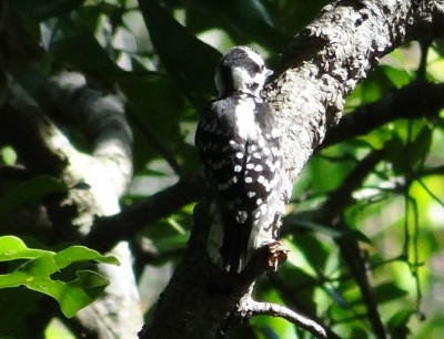 Downy Woodpecker