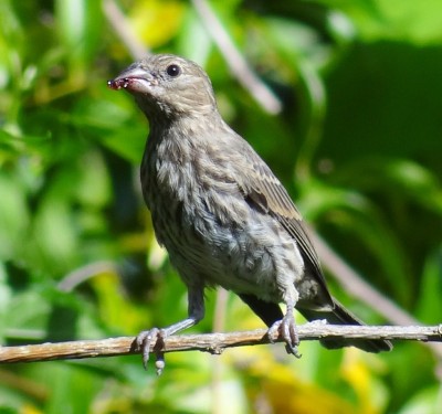 House Finch