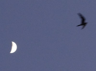 Nighthawk