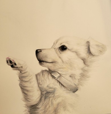 Sarah - dog - 2022.jpg