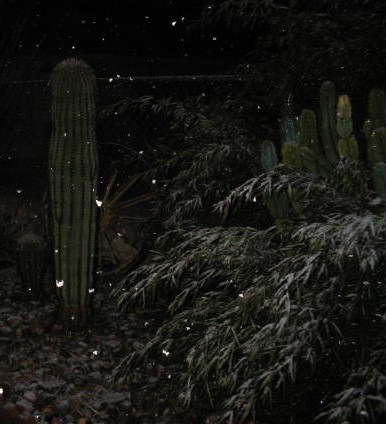 Snow D.jpg