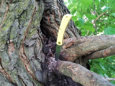 Case Soddie Jr. up a tree.jpg