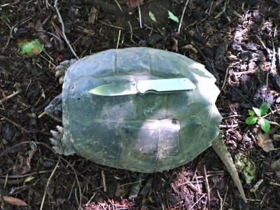 Alligator Snapper I.jpg