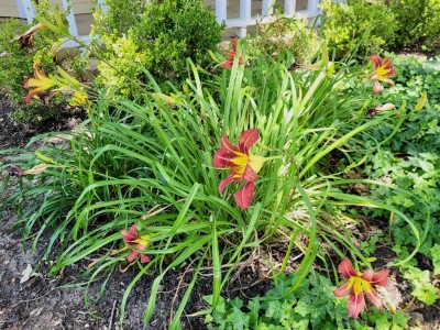 Daylillies