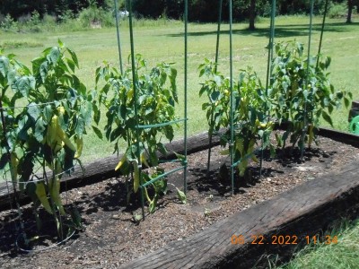 Sweet banana peppers for stuffing and pickling.