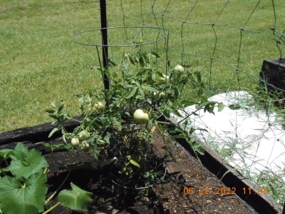 A couple of varieties of tomatoes planted.