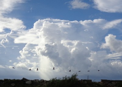 Pelicans over Mobile Bay