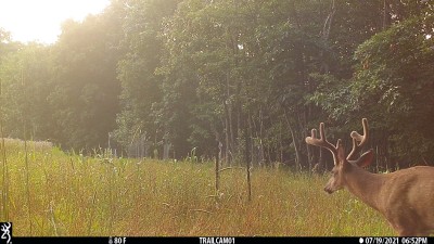 buck in back field.JPG