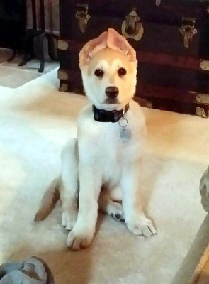 Joshka - 10 weeks - March 8 - 2016.jpg