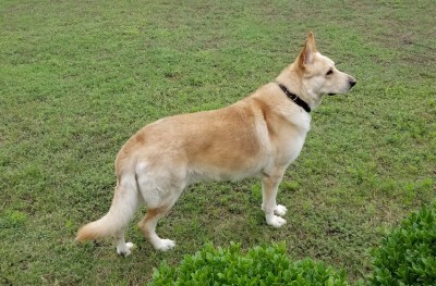 Joshka 4.5 yrs old - 2020..jpg