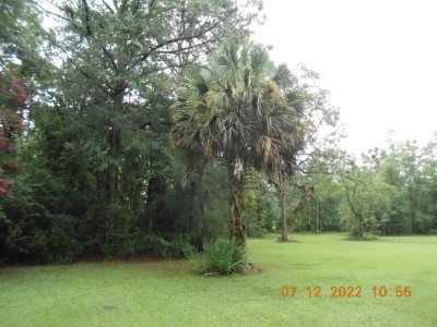 The dried &quot;frond&quot; came from this Cabbage tree. (think swamp cabbage or heart of palm salad)